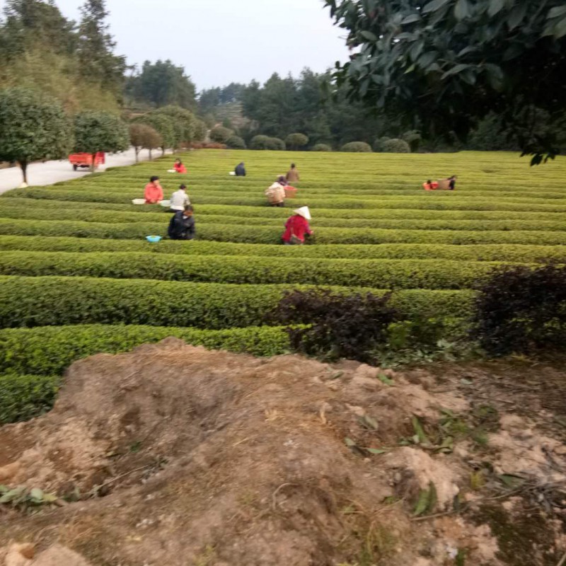茶基地8