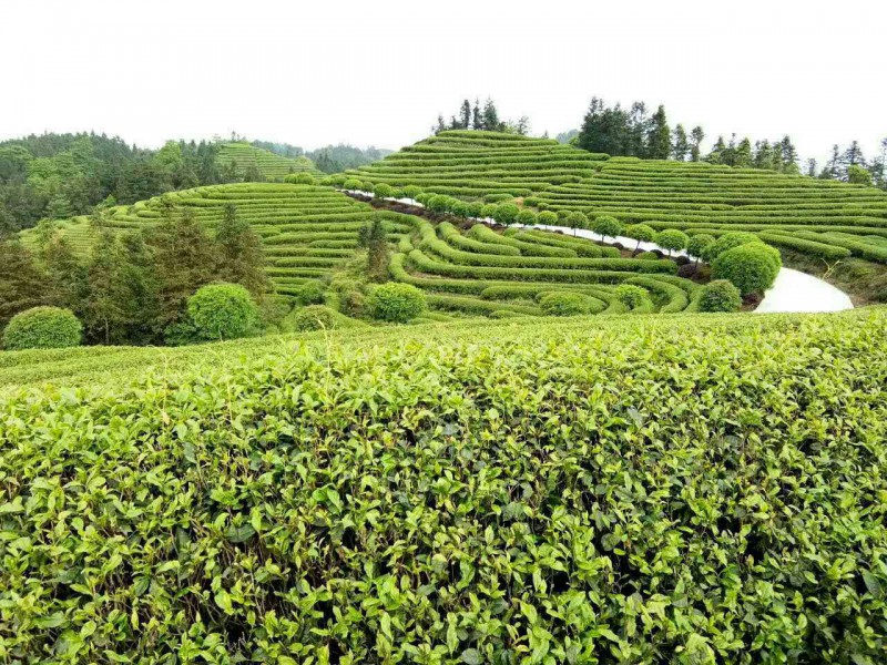 茶基地13