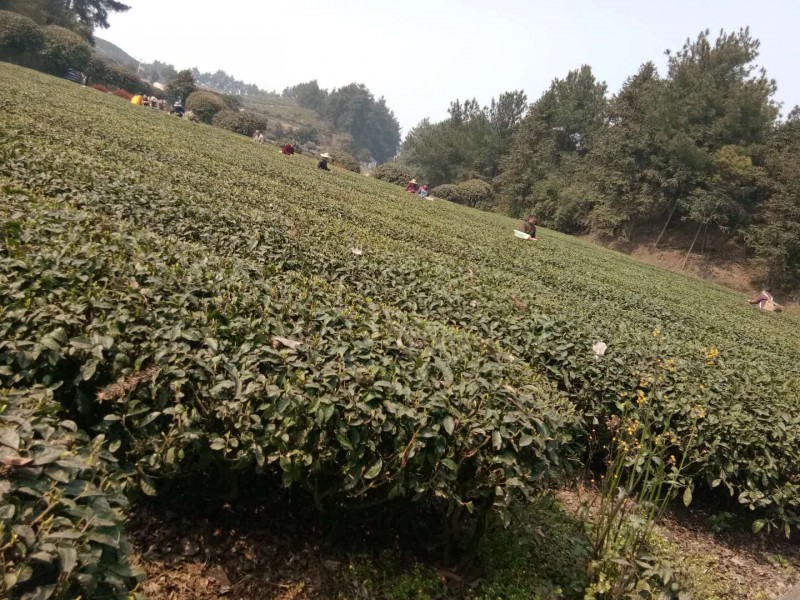 茶基地11